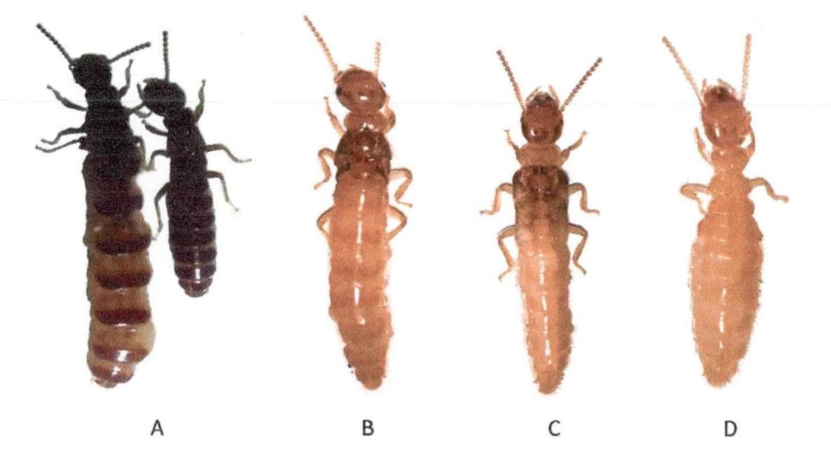 下雨天很多飞蚁是什么蚁,雨后飞蚁怎么来的