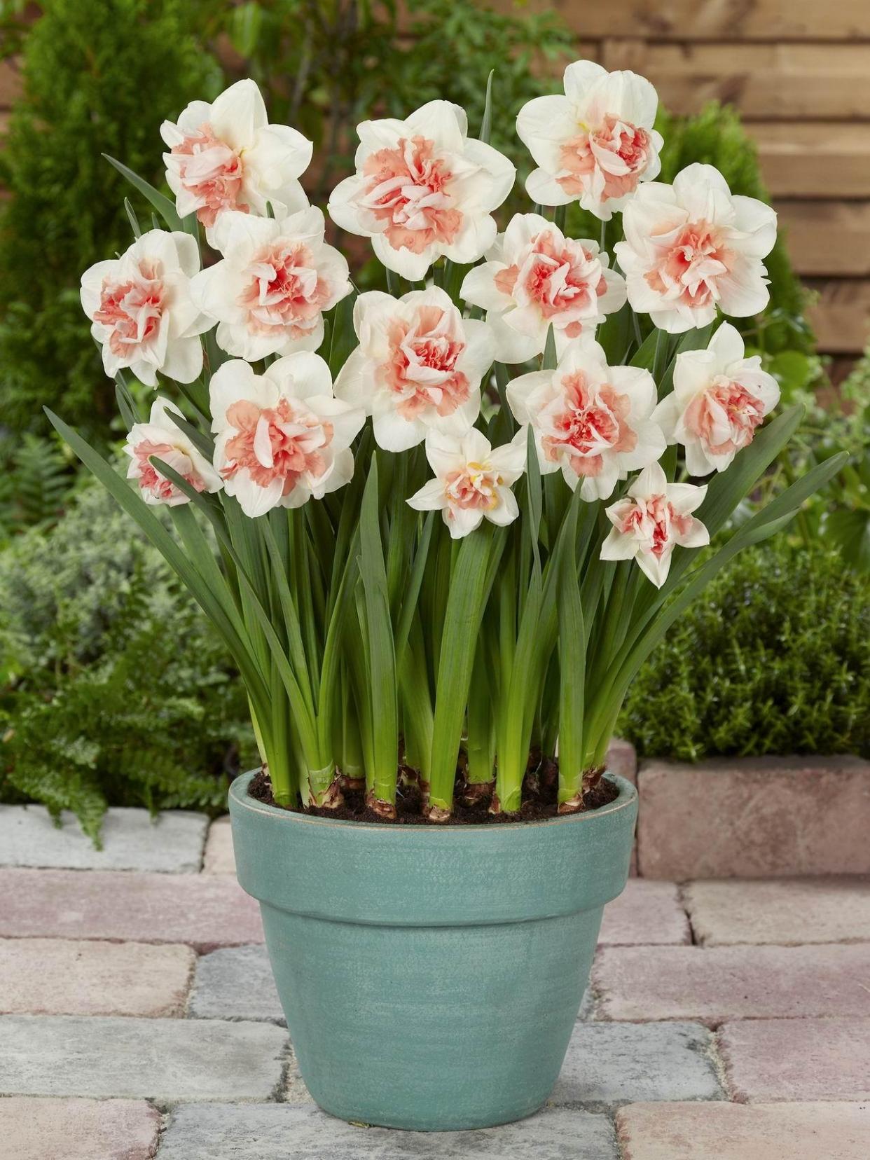 水仙花怎么养,水仙花怎么养用什么盆