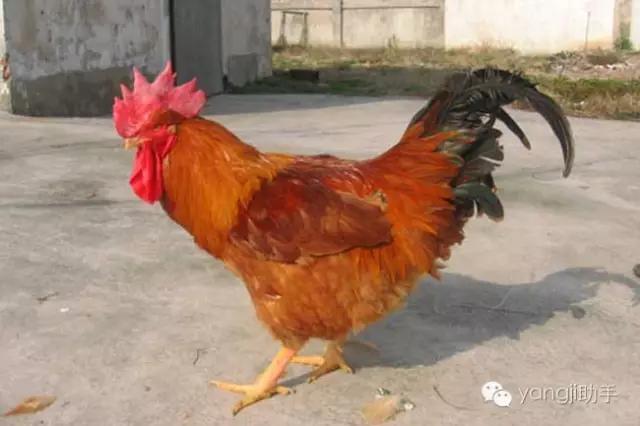 怎么样才能知道土鸡是什么样的,如何知道土鸡缺少什么营养