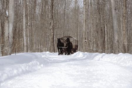 115年历史的枫糖农场居然离家这么近?还免费发糖?