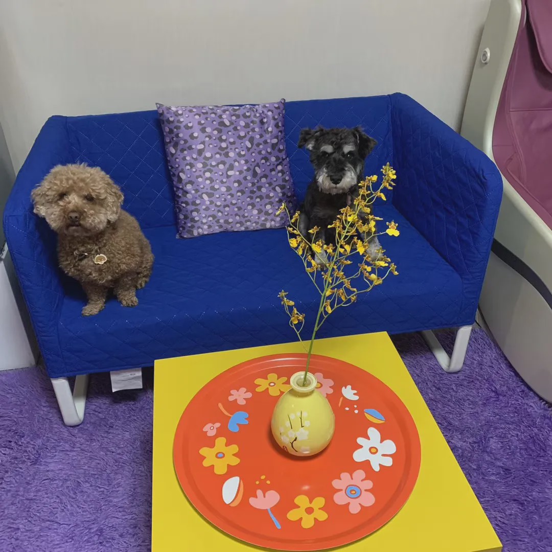 向往的生活锅碗瓢盆分别被谁养,向往的生活锅碗瓢盆4只狗