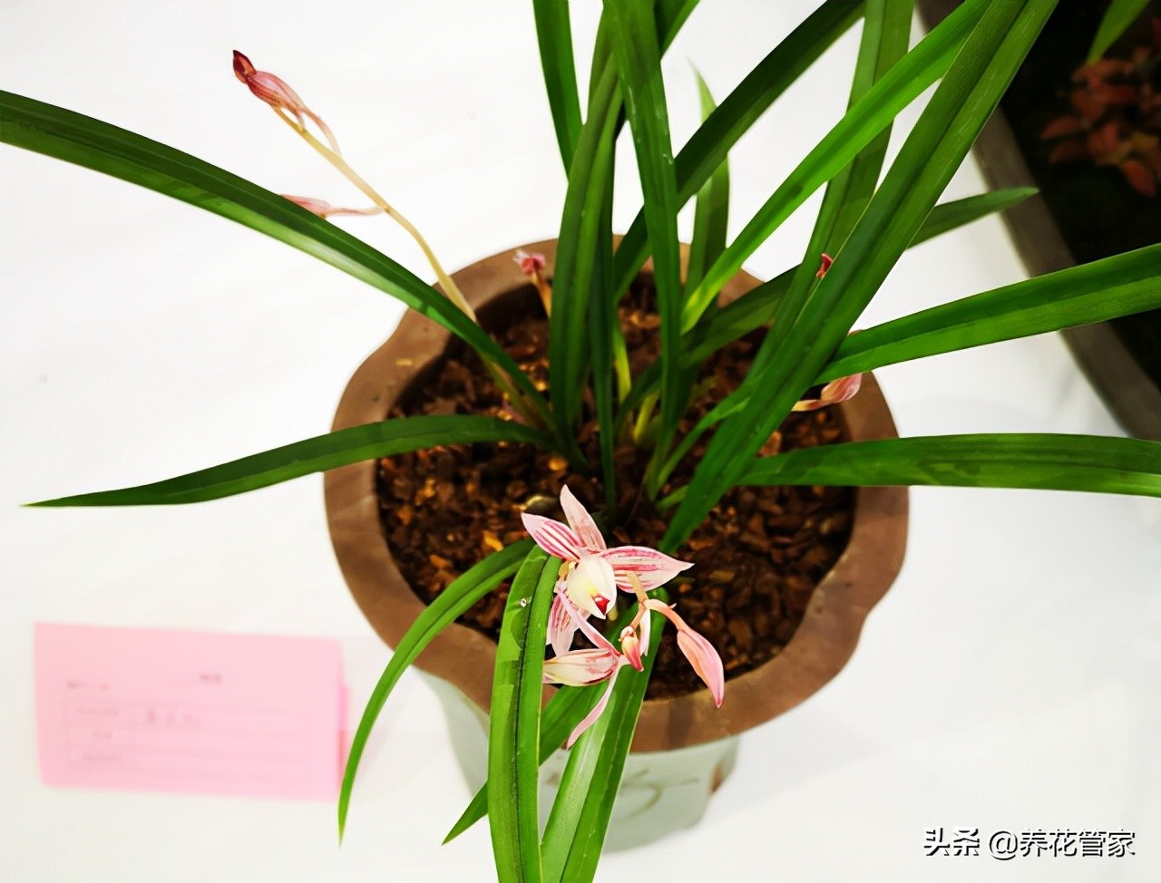 开花有香味的兰花,红宝石兰花开花会有香味吗