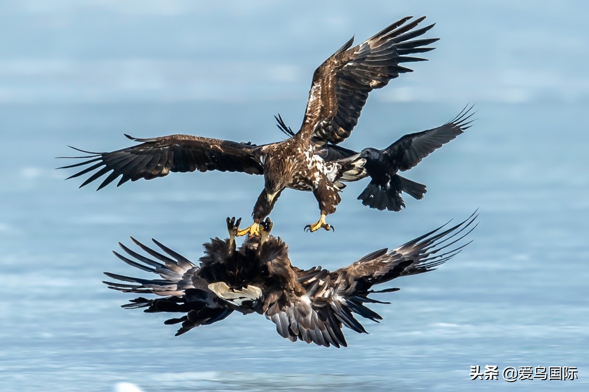 2020观鸟大年,观鸟大年完整版