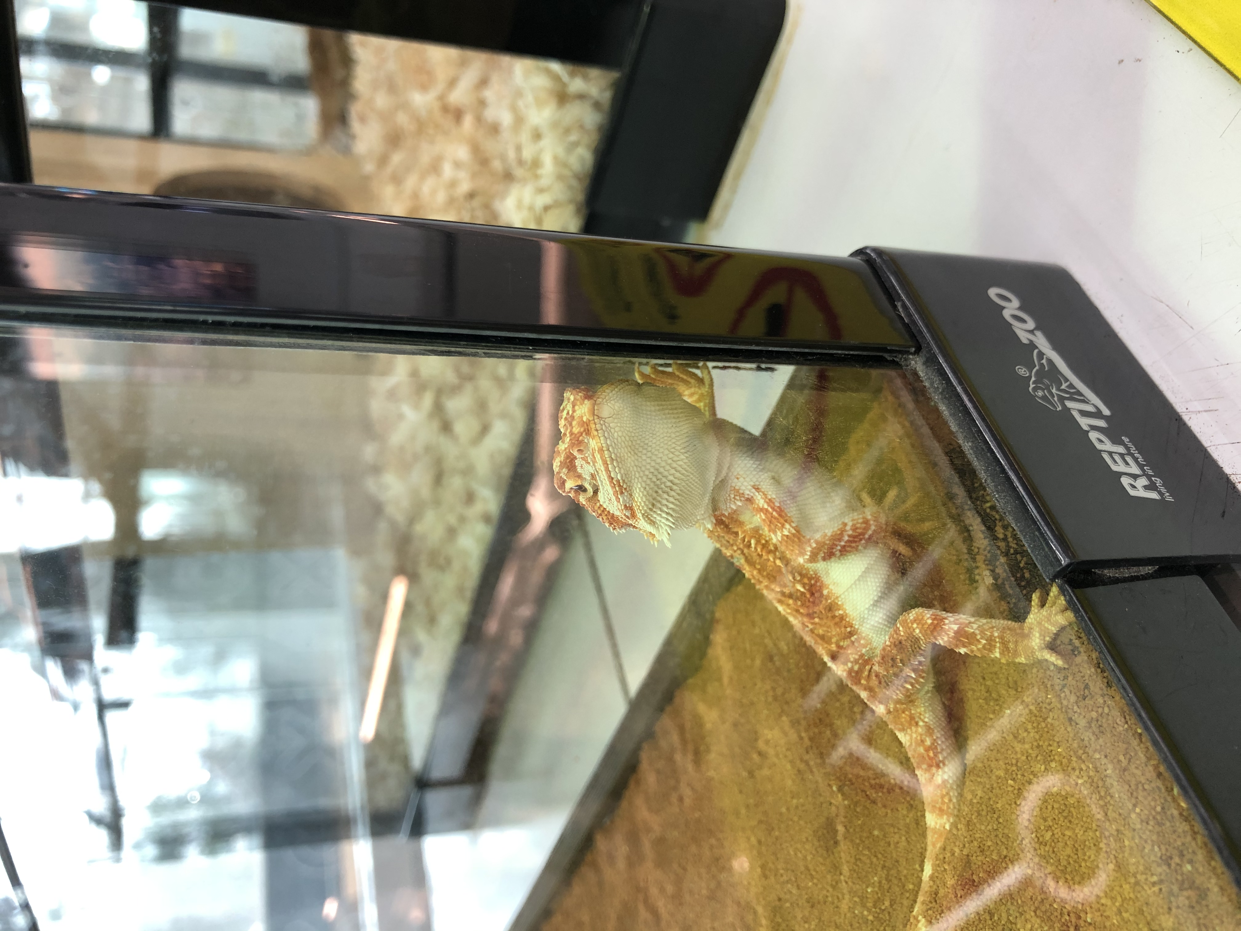 鬃狮蜥饲养箱用什么材料,鬃狮蜥新手入门饲养指南