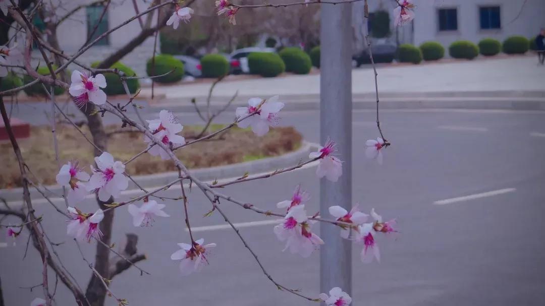 延边三中是重点高中吗,吉林延边第一中学简介