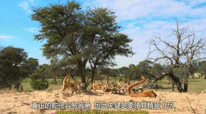 豆瓣9.8分悬疑大片,窥探电视剧豆瓣评分