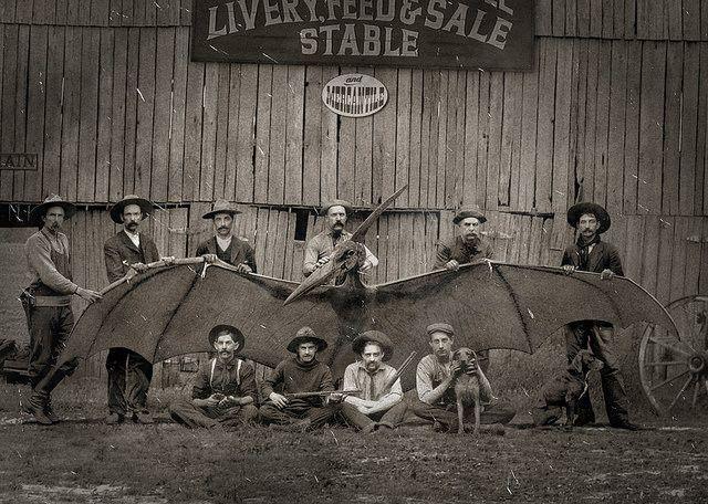 现实中拍摄到的翼龙,一百年前翼龙照片