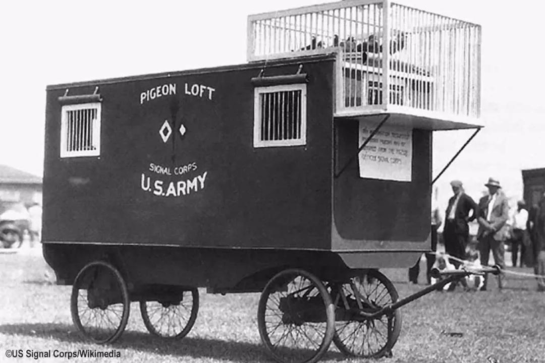 世界大战中的信鸽传奇：以吾一“鸽”之力挽救无数生命