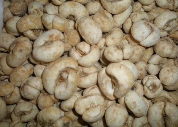 蛇胆川贝枇杷膏被禁用了吗,川贝小儿止咳糖浆被禁用