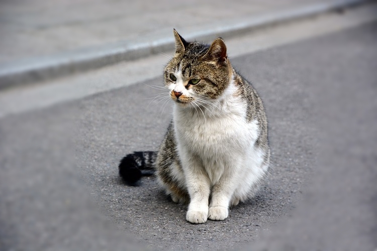 上海必去几条路攻略,上海值得去的路线