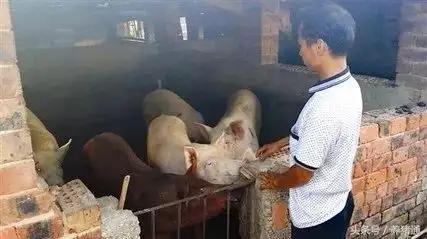 猪的咳喘怎么治疗,猪病毒性拉稀快速解决方法