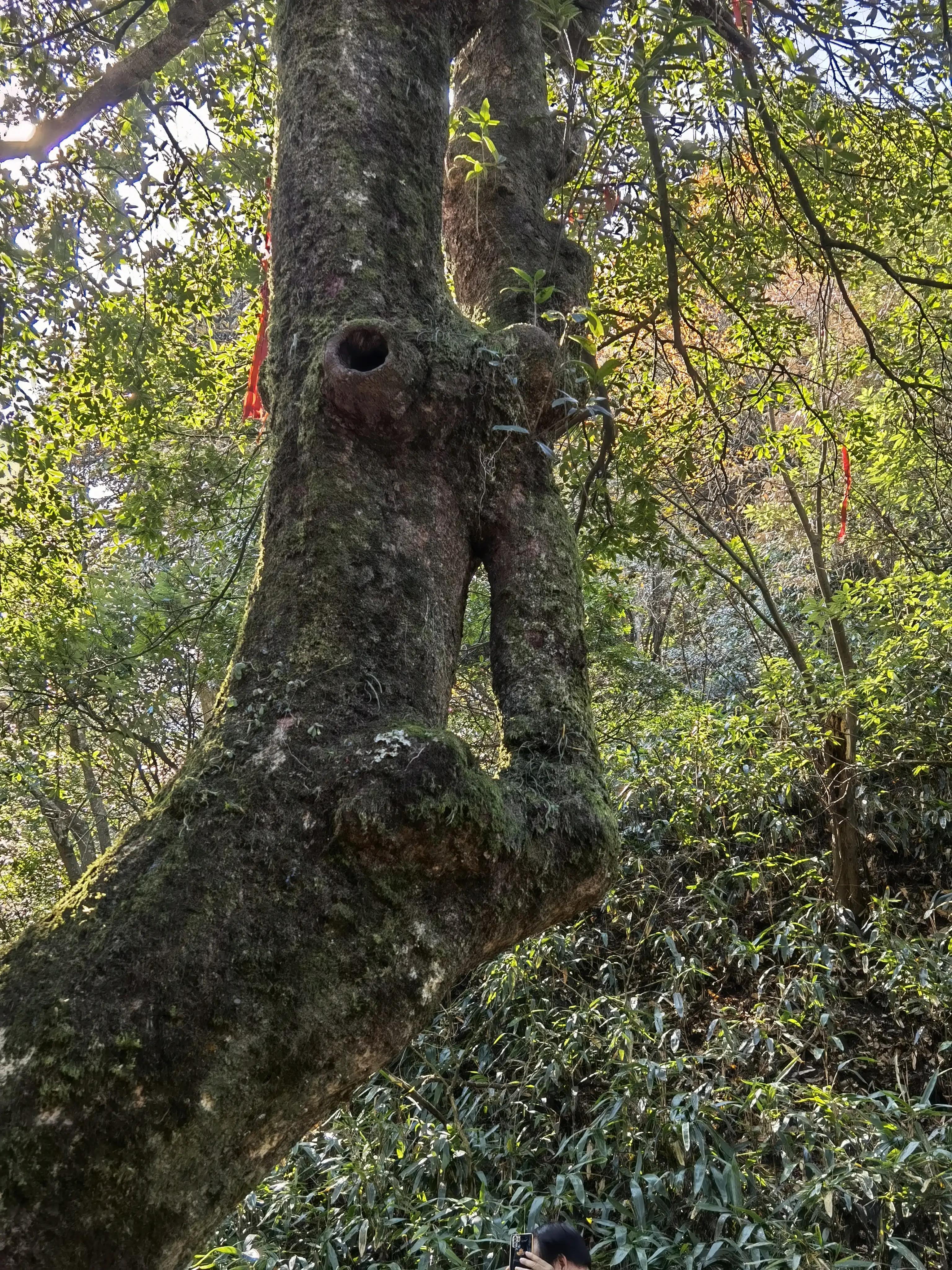 五岳独秀,五岳独秀图文