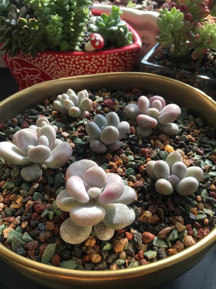 2021牛转乾坤砥砺前行,2021年牛转乾坤时来运转