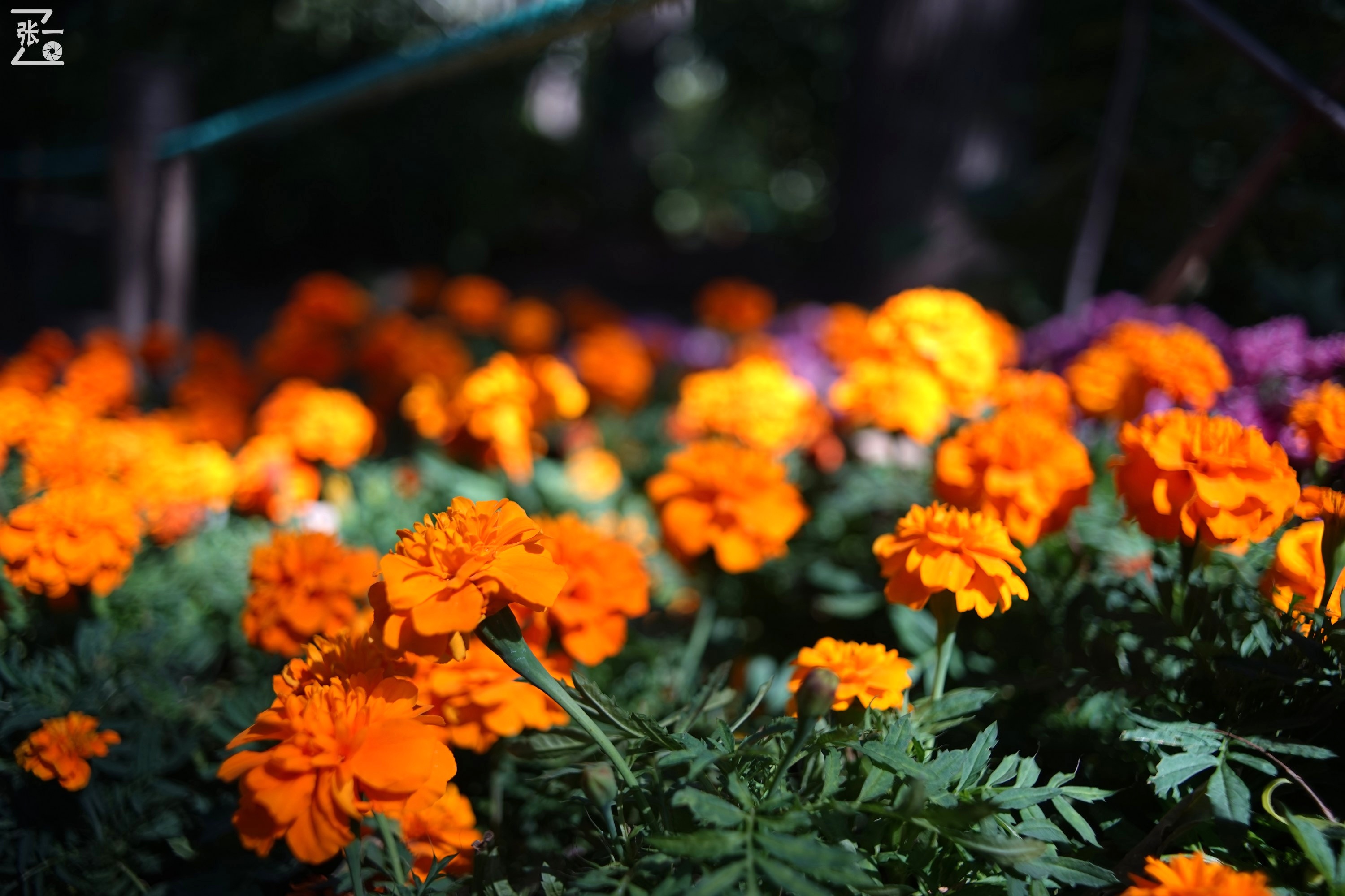 镜头测试：蔡司红T28/2.8+索尼微单A7实拍北京景山公园