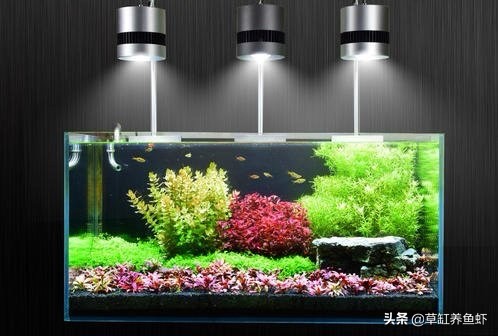 草缸新手入门需要准备什么设备,玩草缸怎么玩