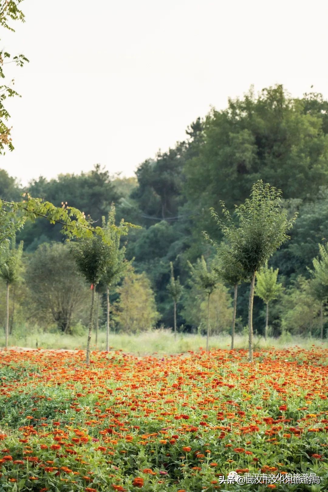 武汉向日葵花海在哪个区,武汉马鞍山向日葵花海