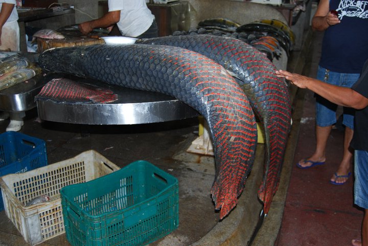 盘点钓鱼中钓出很奇葩鱼,盘点钓鱼钓出稀奇古怪的东西