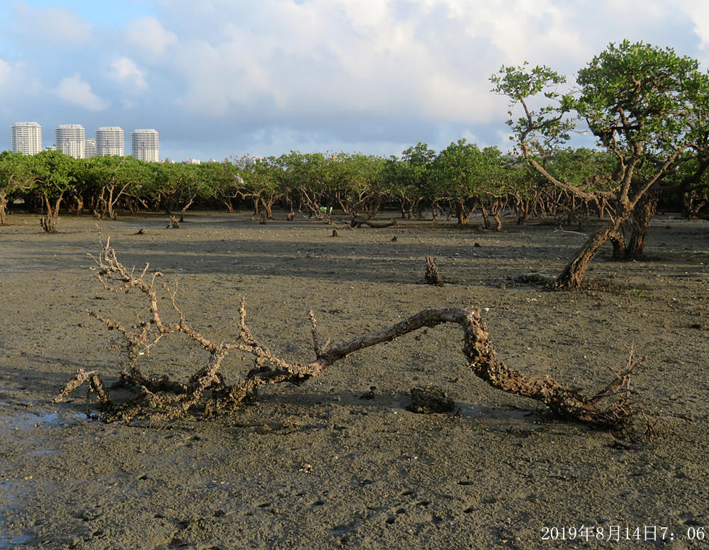 痛心！北海红树林不设防，任你踩任你挖