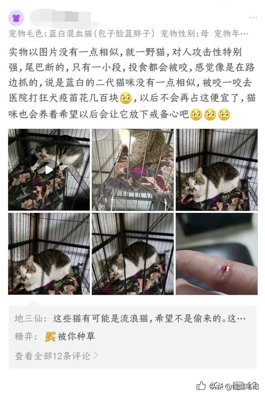 从宠物盲盒到在线“拼猫”,这些宠物商家有多损?