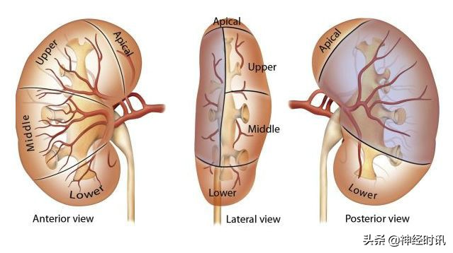 肾脏输尿管膀胱前列腺结构,肾输尿管膀胱解剖示意图