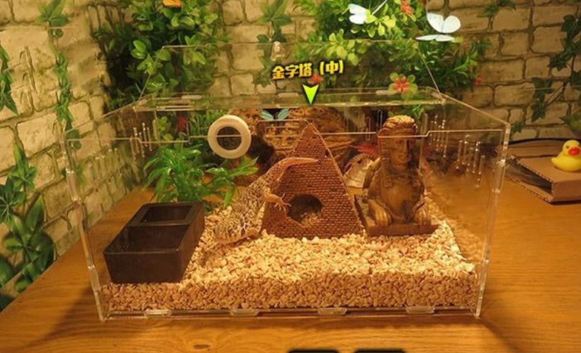 新手如何饲养一只豹纹守宫知乎,如何养好一只豹纹守宫