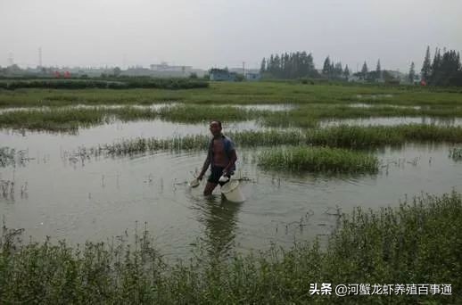 小龙虾怎么养殖存活时间最长,小龙虾养殖是浅水好还是深水好