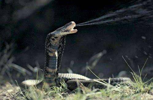 三米长的眼镜王蛇闯入家里,眼镜王蛇爬到家门口是什么征兆