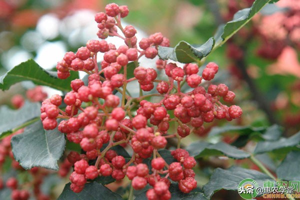 花椒可以在什么地方种植,花椒可以自己育苗吗