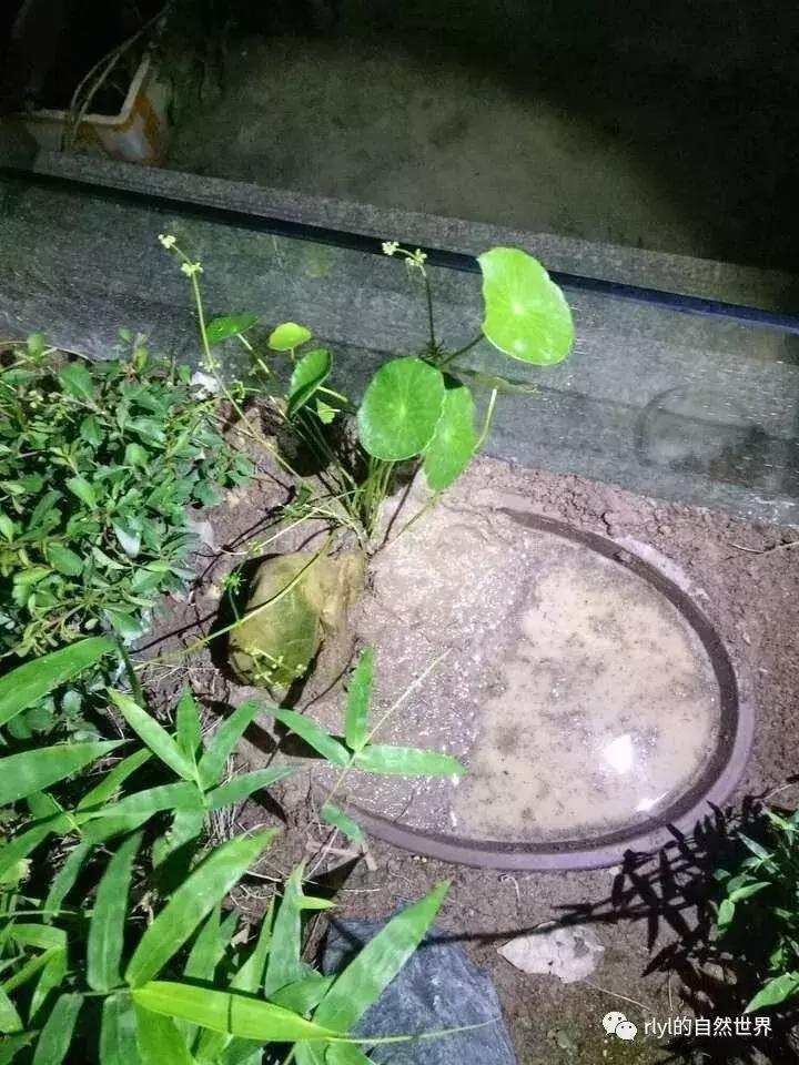 黄缘龟多大可以进环境造景,黄缘龟造景用陶粒还是火山石