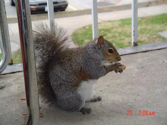 我的“大尾巴”,你在异国他乡还好吗?