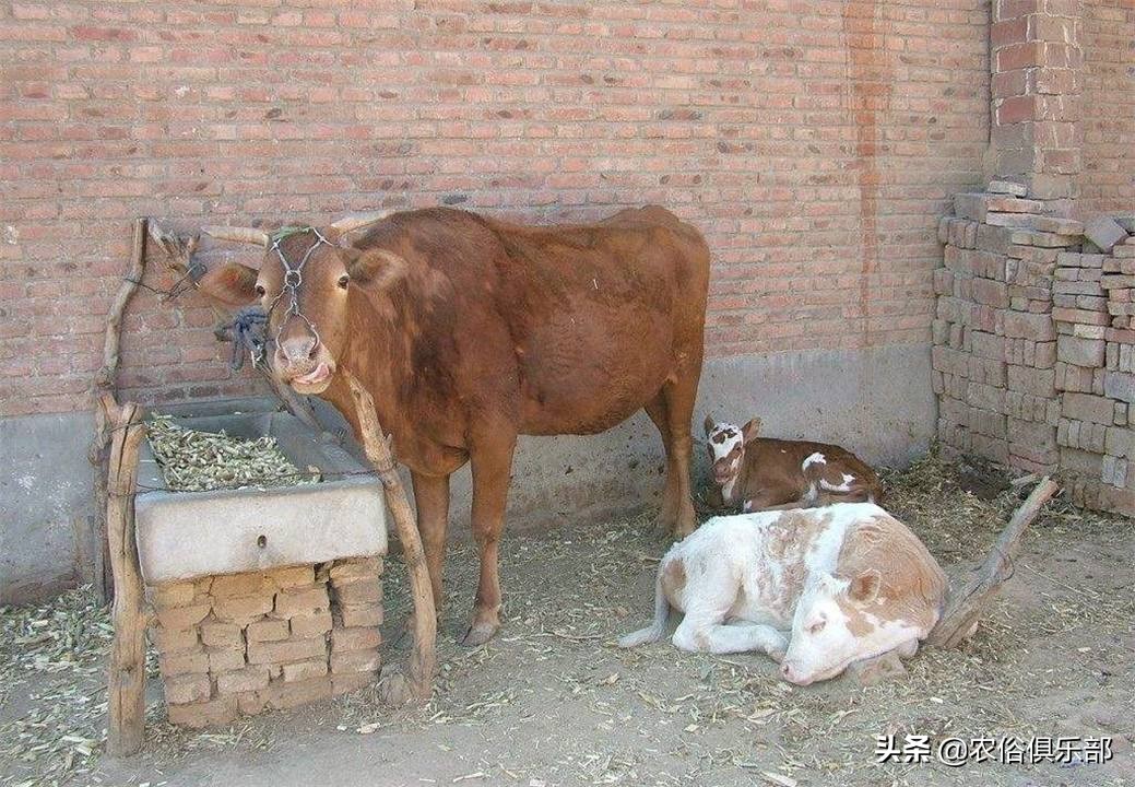 多省爆发牛皮肤病,三伏天不建议买牛,这些建议值得养牛人借鉴