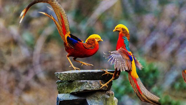 世界所有国家国鸟,世界各国国鸟大全