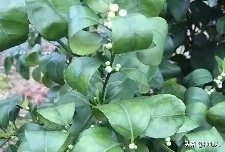 根结线虫的危害症状,大棚根结线虫最佳处理方法