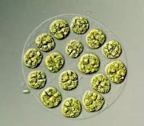 水产养殖业藻类的生命周期,水产养殖常见藻类植物