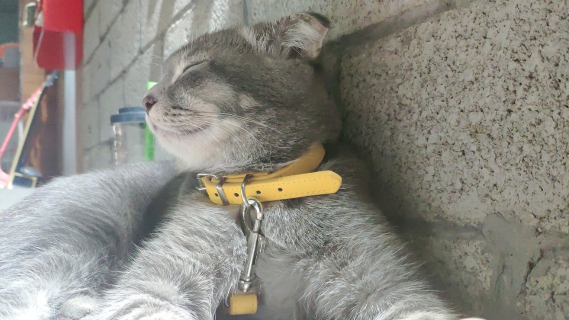 猫咪随时随地都能睡着的神奇生物,猫咪是一种特殊的液体你知道吗