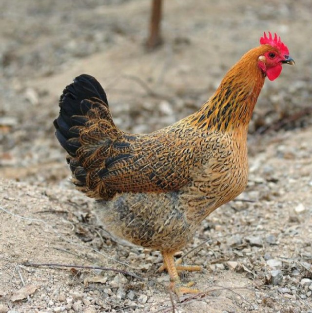 从老家带回来的小笨鸡,想念老家的柴火鸡