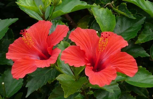 怎样养好扶桑花视频讲解,刚买的扶桑花怎么处理才能养好