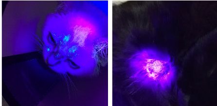 人得了猫癣越来越严重怎么办,怎么预防猫癣最有效的方法