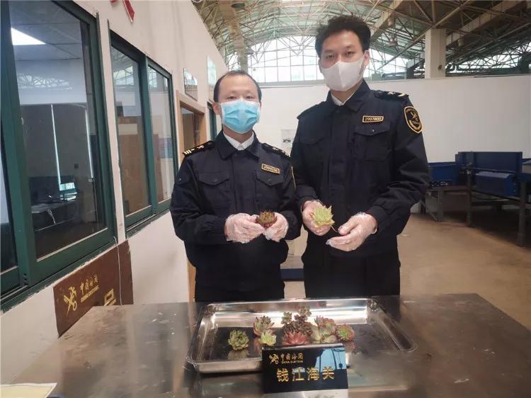 海淘多肉是合法吗,海淘多肉有什么危险