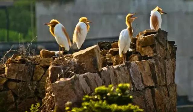 浙江舟山嵊泗岛可以做饭的民宿 (嵊泗花鸟岛夕岛1026民宿)