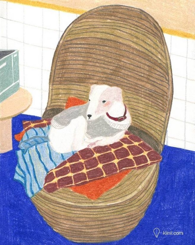 狗狗冷知识大合集视频,狗狗冷知识狗粮