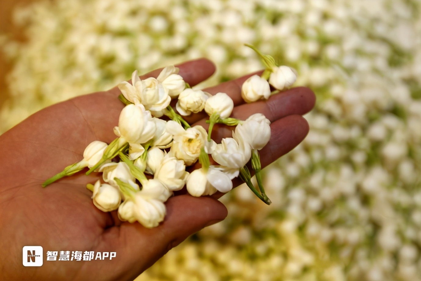 茉莉花怎么耐晒,一年开花300天养不死的花