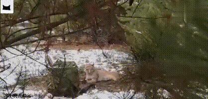 好心人救助小动物视频,猞猁被救助