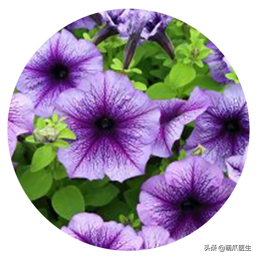 养了猫还可以养兔子吗,养了猫还适合养鹦鹉吗