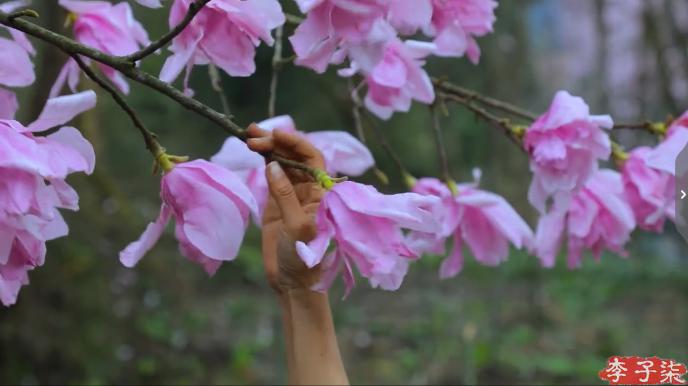 李子柒的鲜花视频,李子柒鲜花宴视频