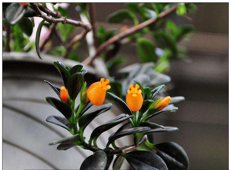 好养皮实的吊兰植物,金鱼吊兰怎么养一年开次花