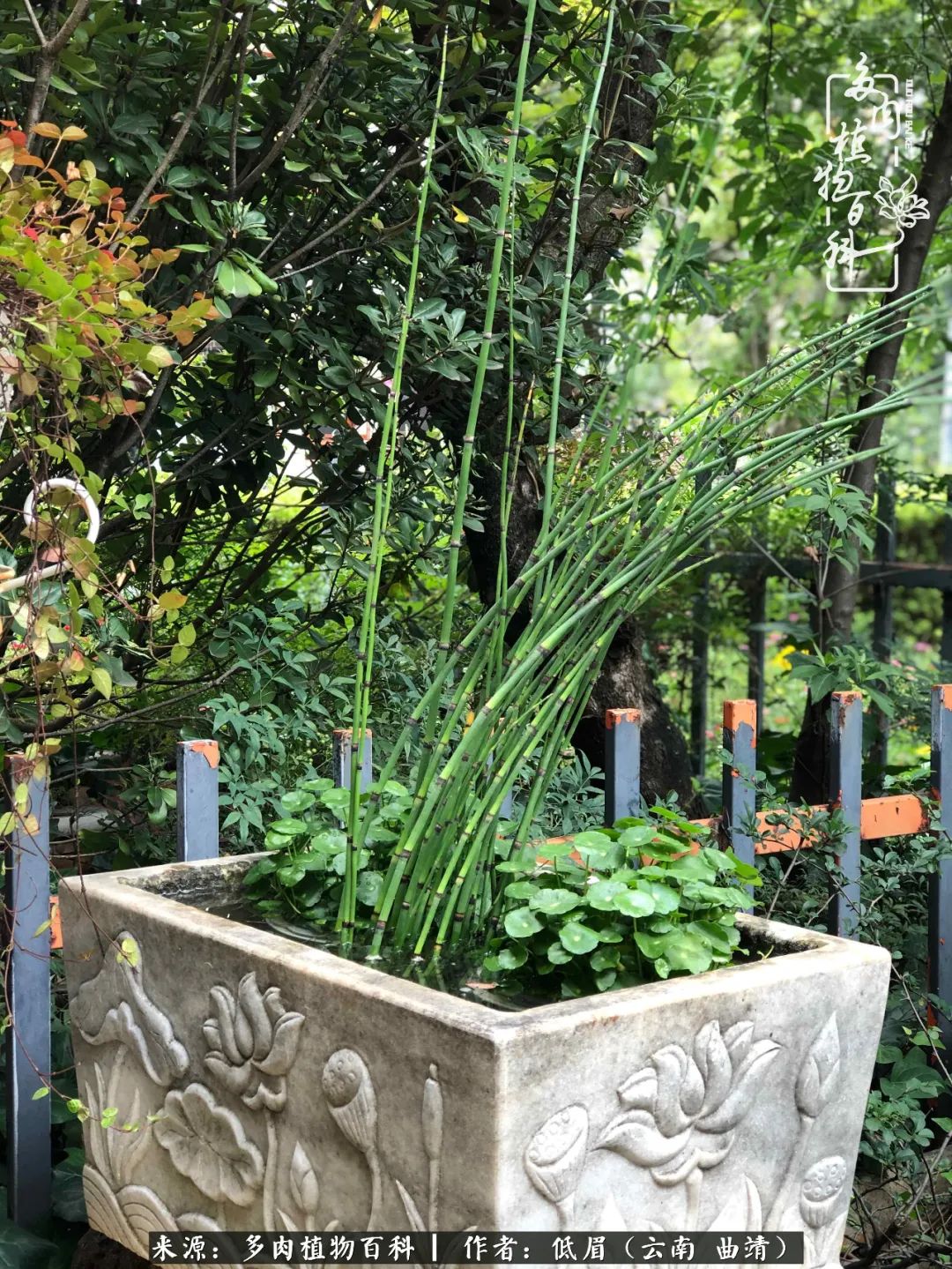 多肉怎么养度夏,多肉怎么养之度夏篇