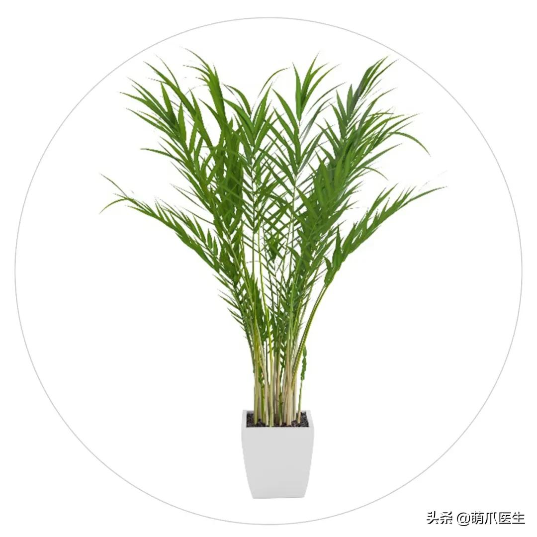 养了猫还可以养兔子吗,养了猫还适合养鹦鹉吗