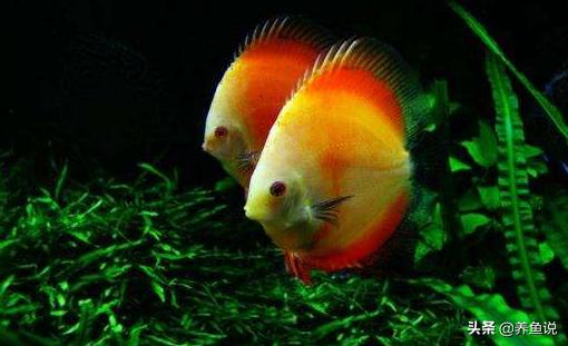 慈鲷鱼多长时间繁殖一次,三湖慈鲷母鱼产卵后多久恢复体色