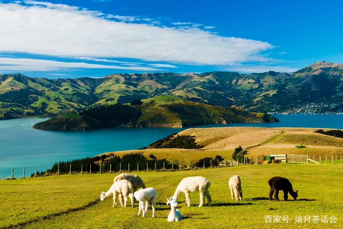 新西兰为什么成为世界上最好国家,为什么新西兰是世界最安全的国家